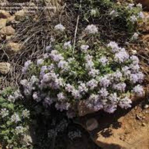 عرق کاکوتی (کهلیک اوتی)